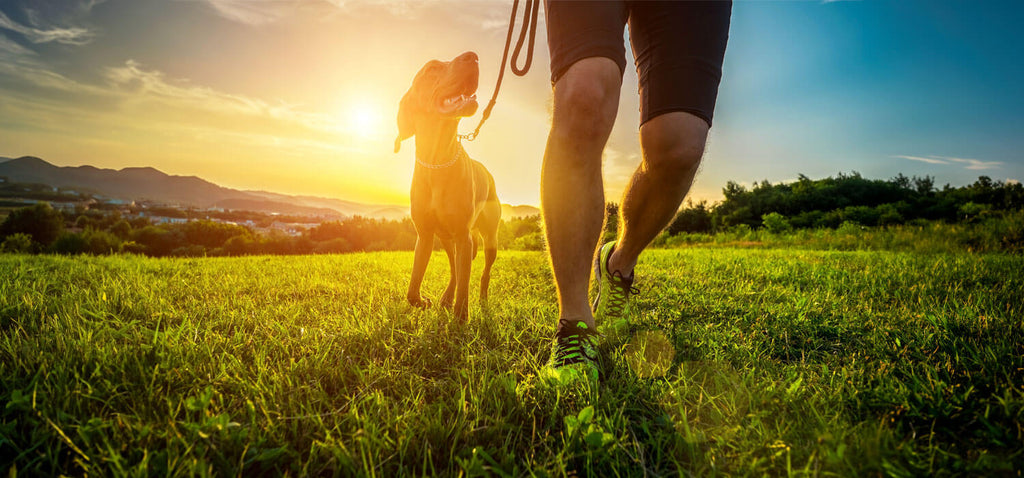 Pets Getting Exercise Pet-Friendly workouts - Exercises you can do with your dog – Workout ...